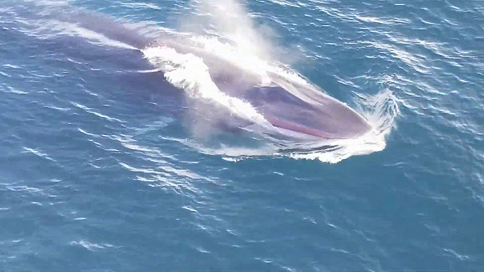 Sei Whales That Left The Coasts Of Argentina Nearly 100 Years Ago Have Recently Been Spotted Again Sei Whales That Left The Coasts Of Argentina Nearly 100 Years Ago Have Recently Been Spotted Again