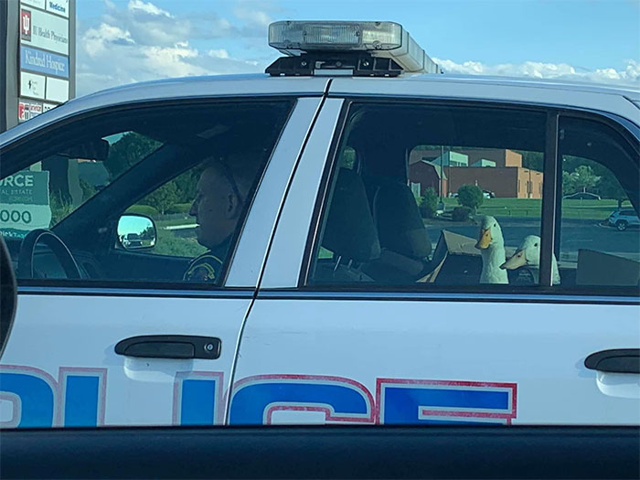 Police officer driving a car with two ducks sitting in the backseat, a cursed pic shared on a popular Instagram page.