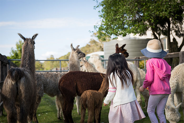 &ldquo;The Llama Had Enough&rdquo;: Zoo Keeper&rsquo;s &ldquo;Lesson&rdquo; Sparks Parental Outrage