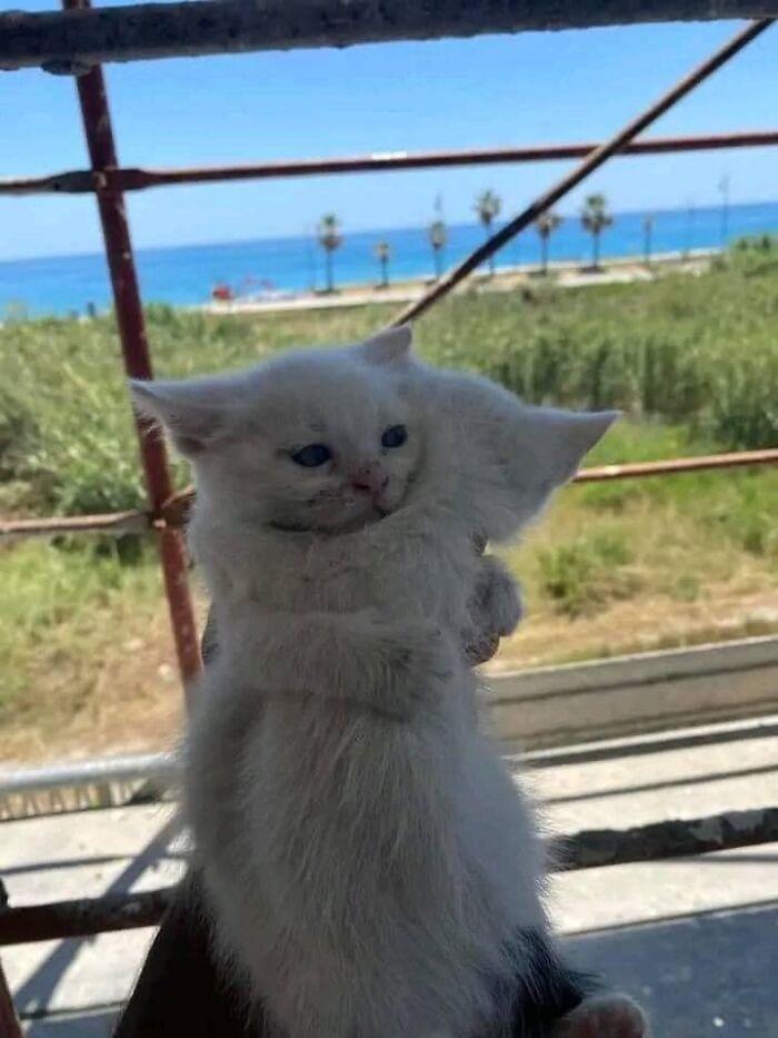 If You're Having A Rough Day, These 50 Wholesome Cat Pics And Memes May Cheer You Up