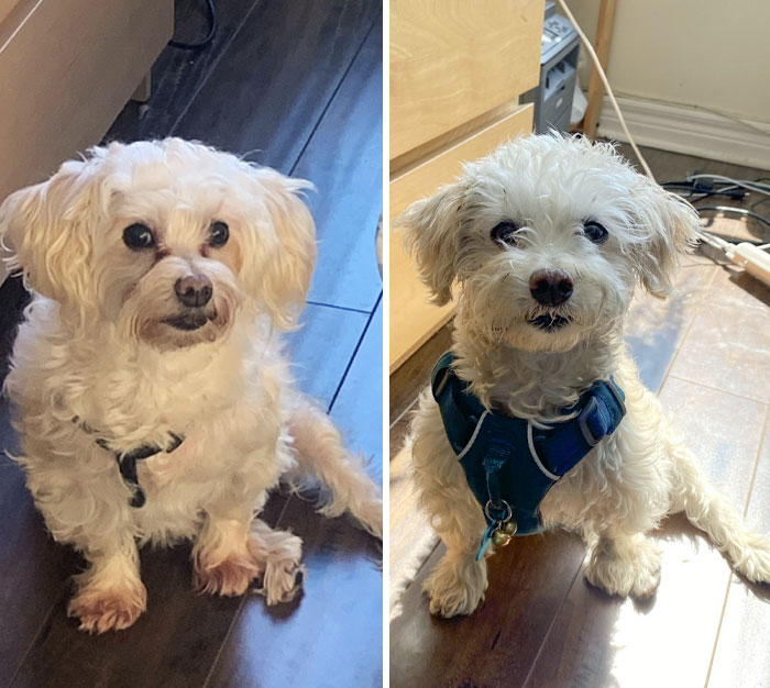 Lucky Was Rehomed At 9 Years Old. He Had Half His Teeth Removed, Received Lots Of Love, And Six Months Later He Looked Six Years Younger