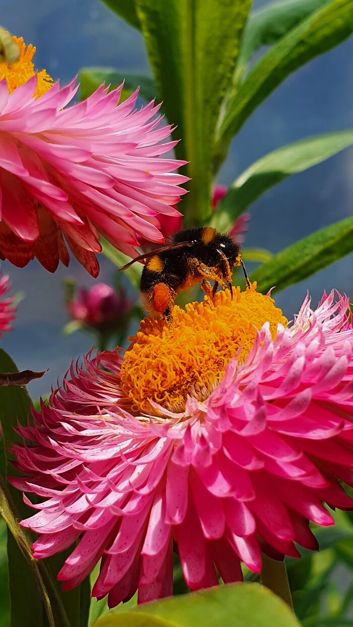 A Bumble Wearing Pollen Pants!
