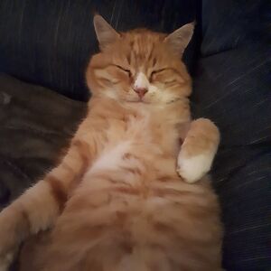 daisyellehookery avatar