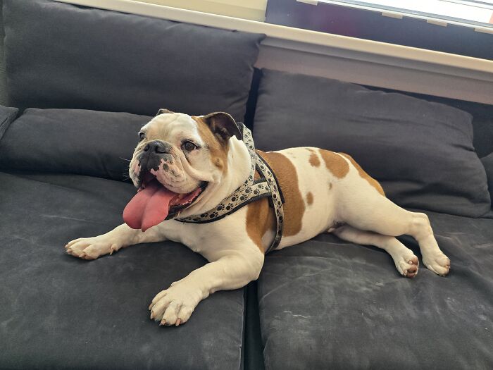 Sushi - Chillin' On The Couch At My Workplace