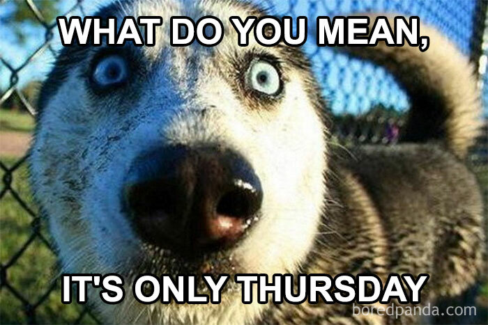 Close-up of a surprised husky with text: "What do you mean, it's only Thursday" overlaid; funny Thursday meme.