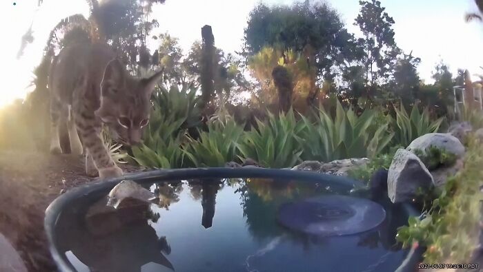 Woman Put A Water Fountain With A Camera In Her Yard, Here Are 24 Photos Of Regular Visitors (New Pics)