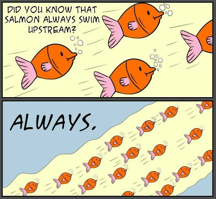 Comic panels showing orange fish swimming upstream with dark humor in the illustration style of new comics.