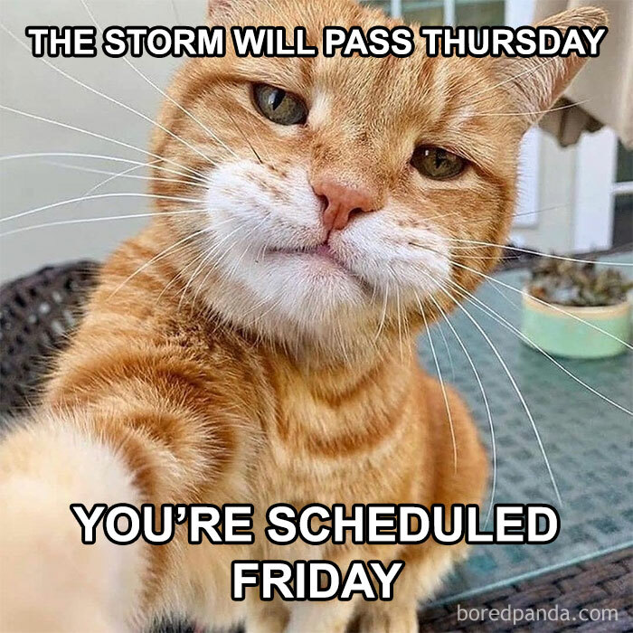 Ginger cat meme with text about Thursday storm passing, getting ready for the weekend.