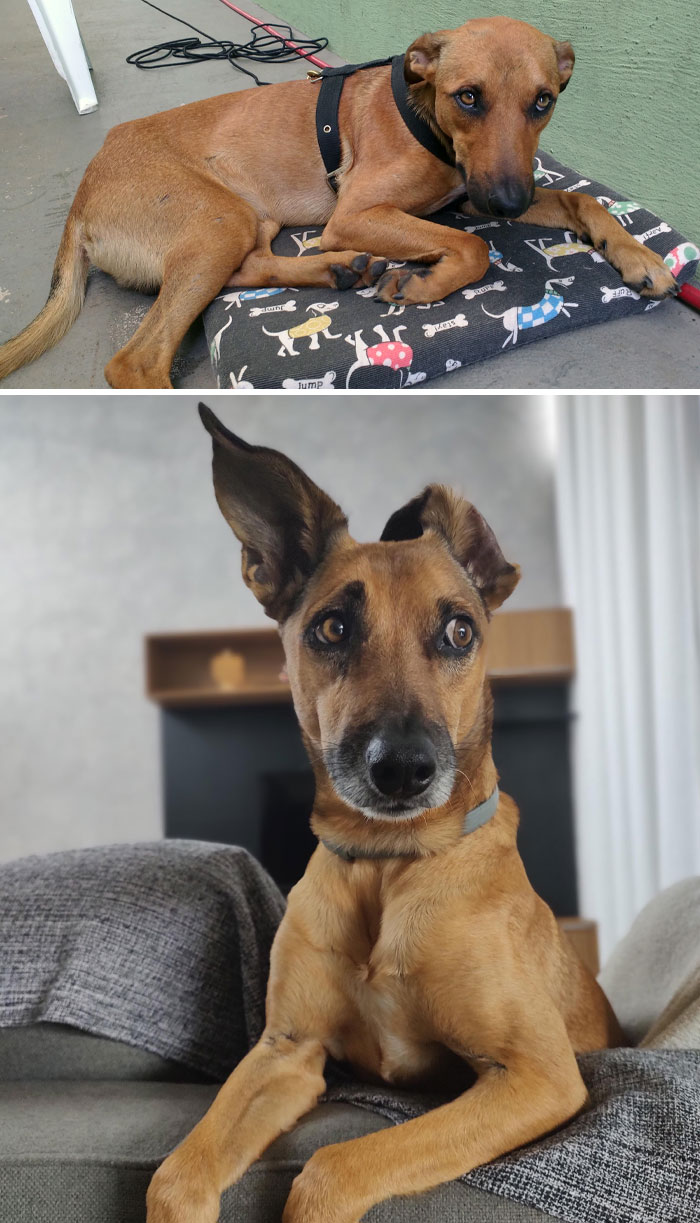 The Greatest Boy, Scooby-Doo, When I Found Him On The Street And Now