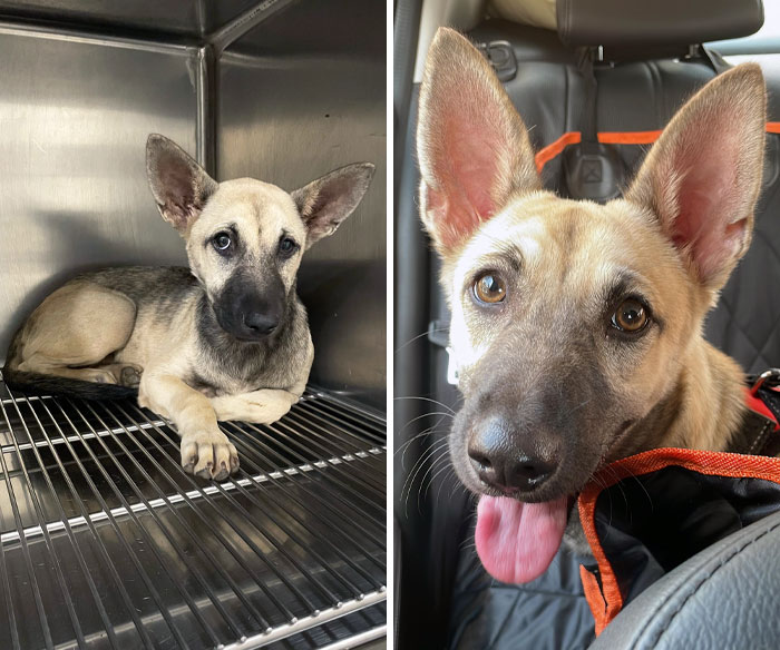 Meet Athena. I Work As A Vet Tech, And A Rescuer Brought In This Gorgeous Girl. I Just Knew I Had To Adopt Her. Day 1 And Today (Her First Car Ride)