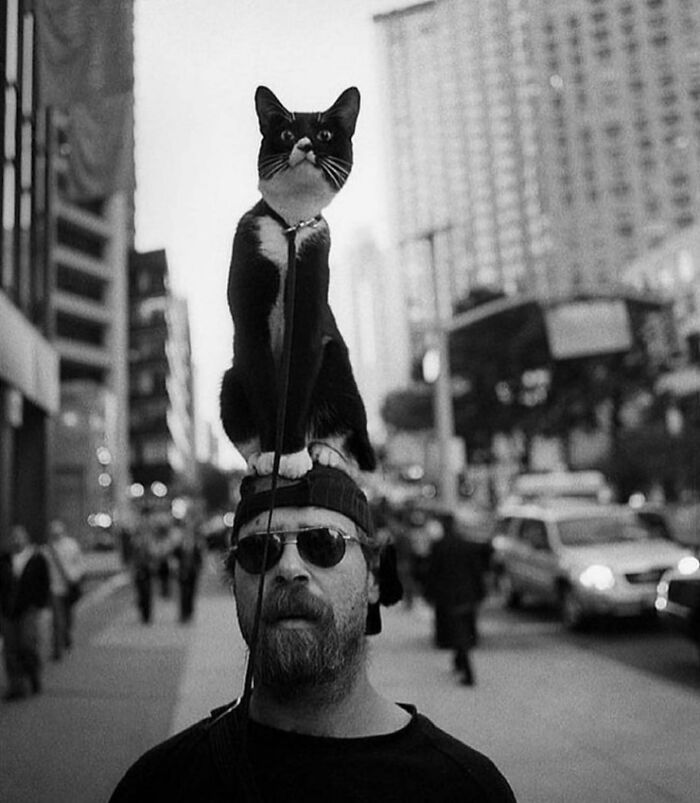 The Best Cat Photographs According To The Street Photographers Foundation (33 Pics)