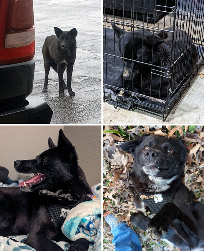 My Sister Asked Me To Help Her Catch A Dog That Had Been Wandering Around Her Work For A Few Weeks. It Took A Couple Tries, But We Got Her. Gracie, After One Week Of Love And Patience