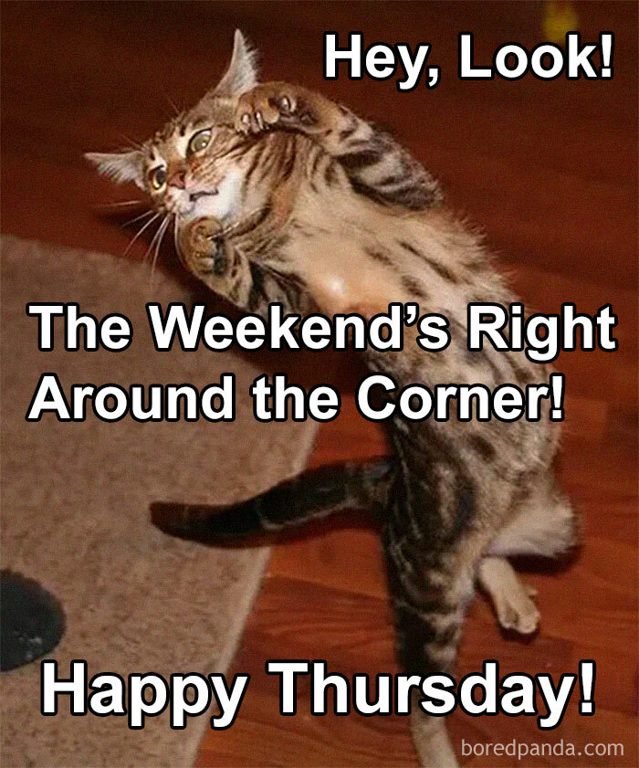 Cat meme with text: "Hey, Look! The Weekend’s Right Around the Corner! Happy Thursday."