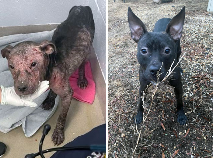 Six-Month Difference. She Has Made Almost A Full Recovery And Is The World's Biggest Lap Dog I’ve Ever Seen. Meet Itchy