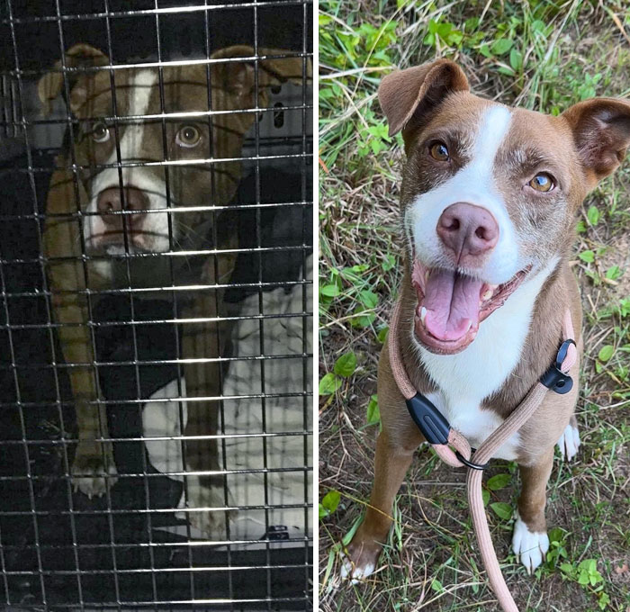 We Just Celebrated The Fourth Year With Hazel. Four Years Of Rehabilitation After She Spent Her First Year In The Woods, And She’s A Completely Different Dog Now