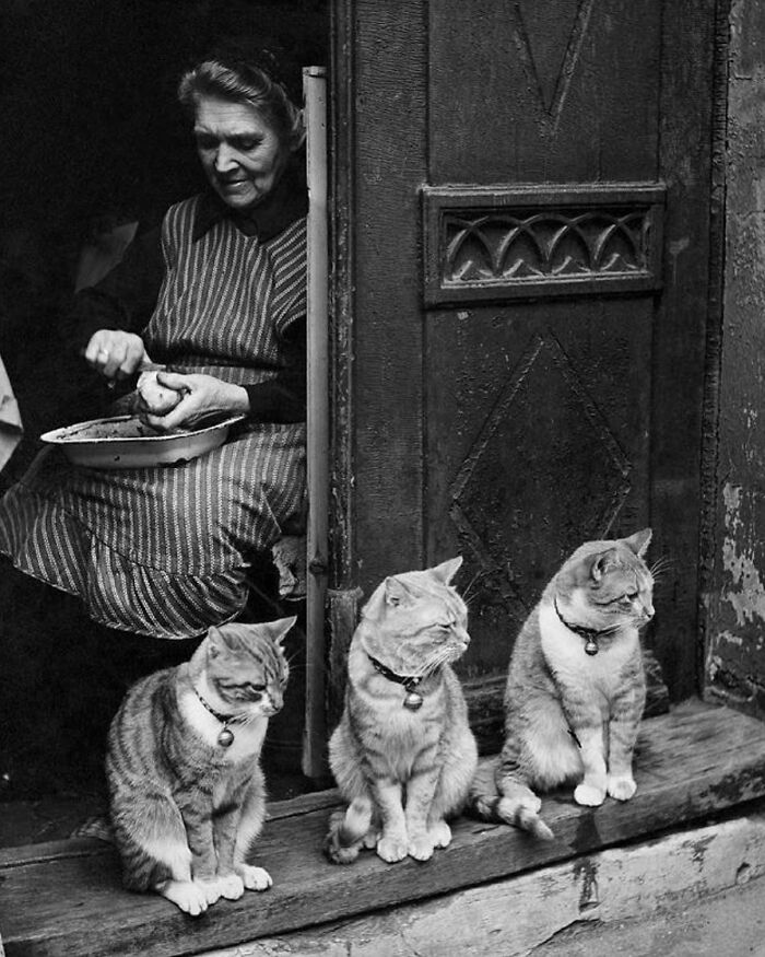 The Best Cat Photographs According To The Street Photographers Foundation (33 Pics)