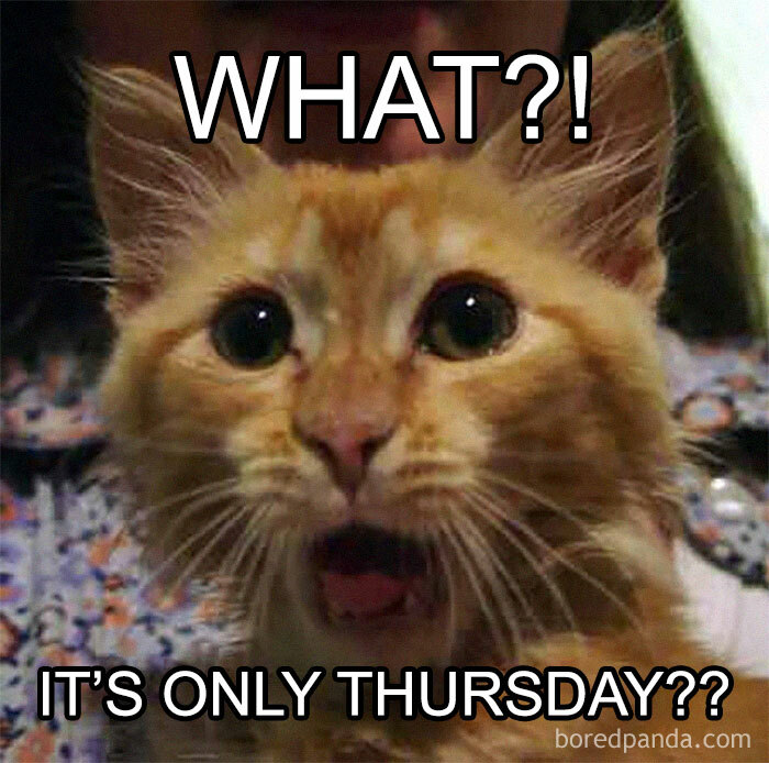 A surprised cat meme expressing disbelief that it's only Thursday.