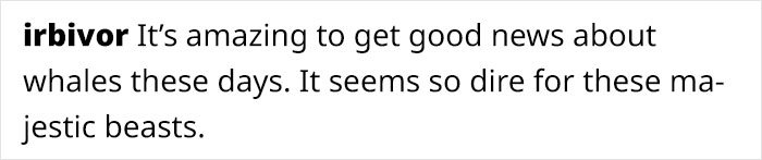Sei Whales That Left The Coasts Of Argentina Nearly 100 Years Ago Have Recently Been Spotted Again Sei Whales That Left The Coasts Of Argentina Nearly 100 Years Ago Have Recently Been Spotted Again