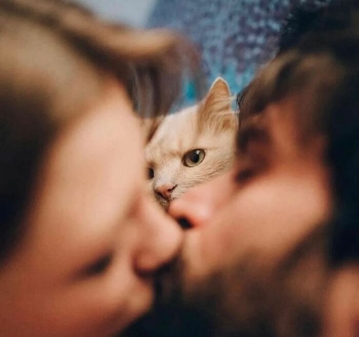 The Best Cat Photographs According To The Street Photographers Foundation (33 Pics)