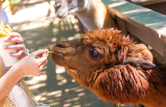 &ldquo;The Llama Had Enough&rdquo;: Zoo Keeper&rsquo;s &ldquo;Lesson&rdquo; Sparks Parental Outrage