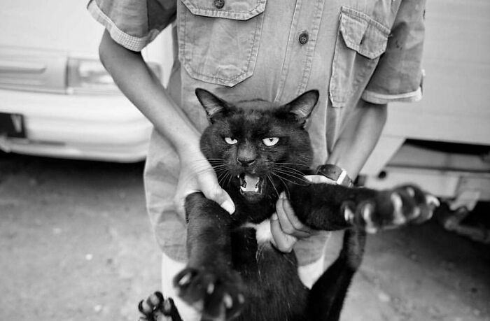 The Best Cat Photographs According To The Street Photographers Foundation (33 Pics)