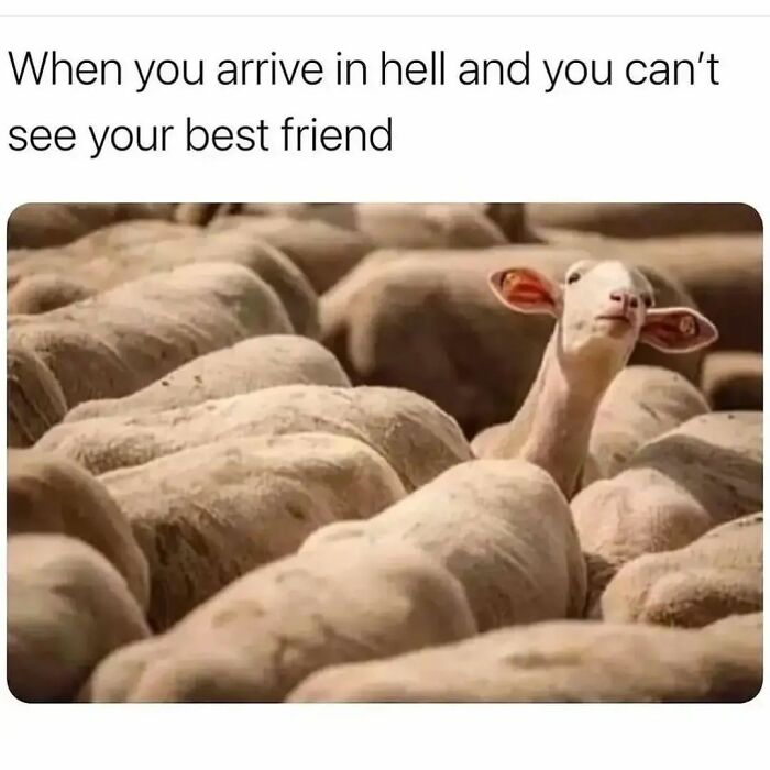 Funny-Relatable-Memes-Queensavagexo