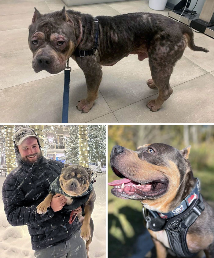 Chicago Canine Rescue Success Story. Gotti Is Living His Best Life With His New Adoptive Dad
