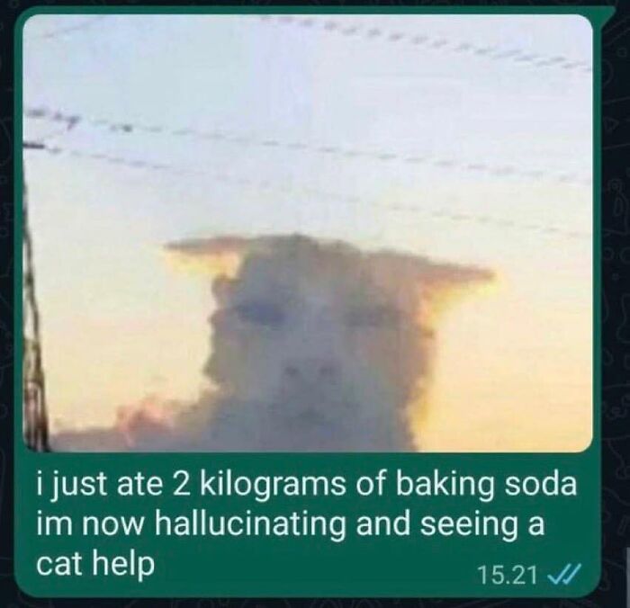 Internet-Cat-Pictures