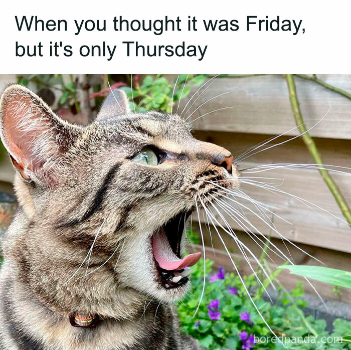 Cat looking surprised with open mouth, captioned "When you thought it was Friday, but it's only Thursday." Perfect Thursday meme.