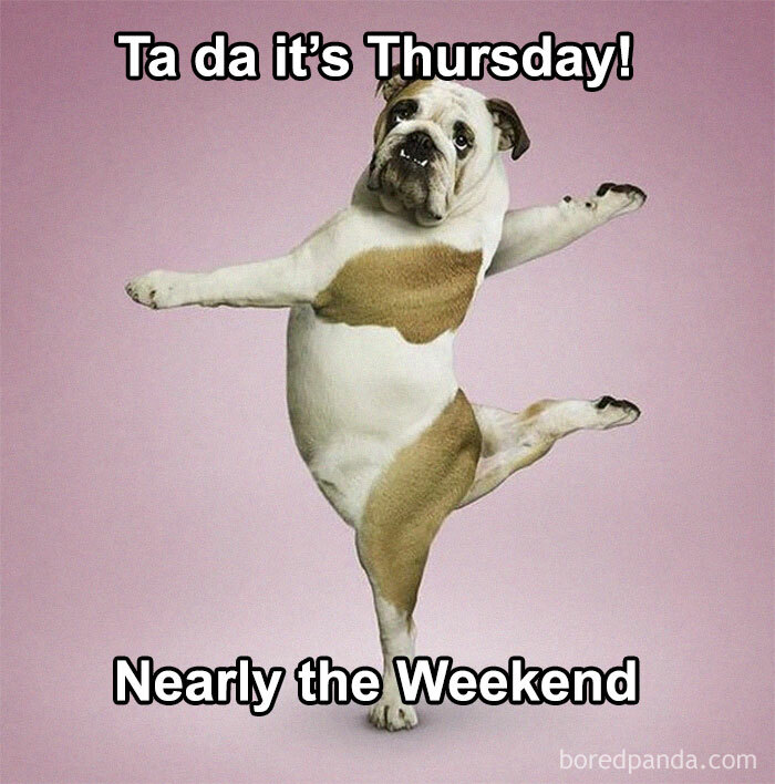 Bulldog posing humorously, celebrating Thursday and the upcoming weekend, conveying excitement and fun.