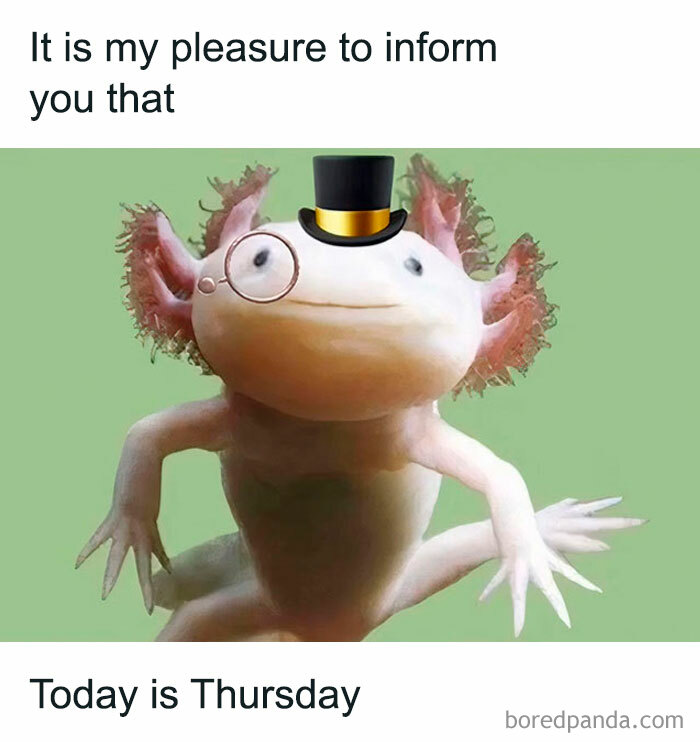 Axolotl wearing a monocle and top hat announces Thursday, making it a fun meme for weekend excitement.