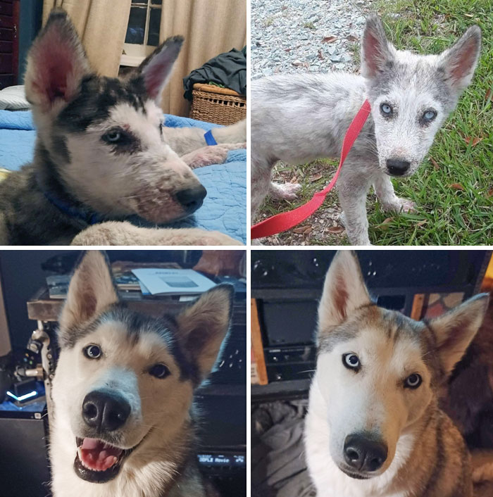 Two Years Ago, We Rescued Two Sisters, Howl And Ponyo