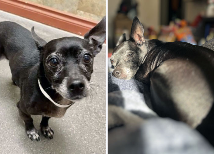 Our Sweet Boy Before We Got Him From The Shelter, And Now He’s A Real Couch Potato