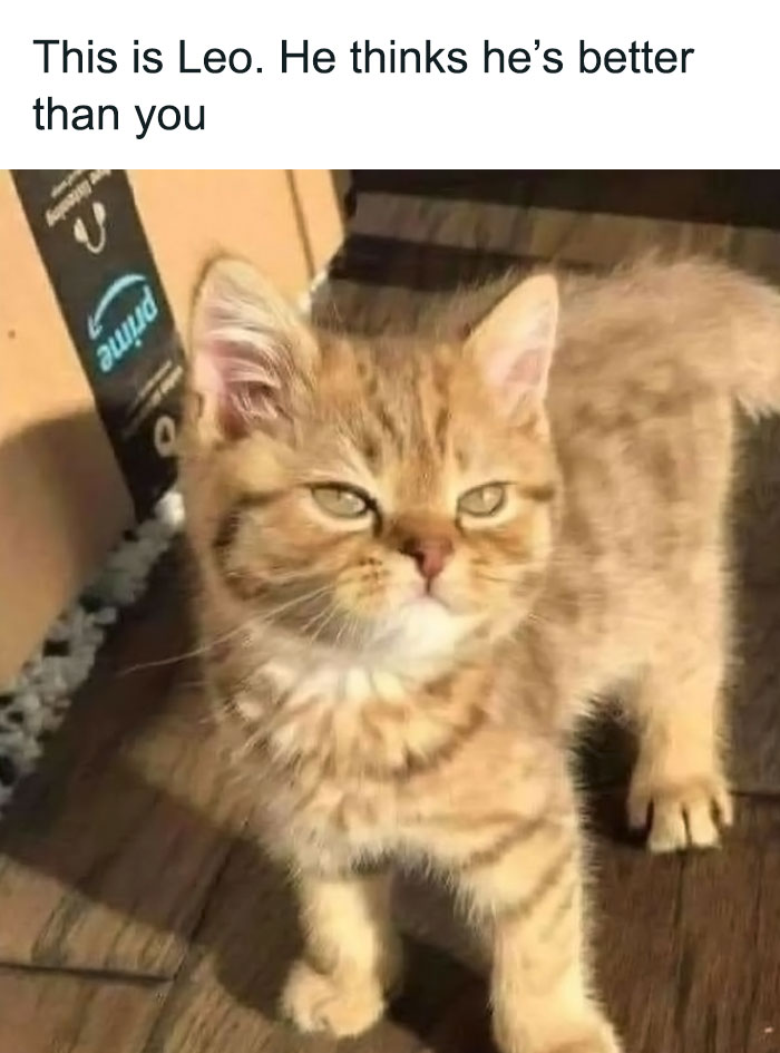 Funny-Animals-With-Vibing-Auras