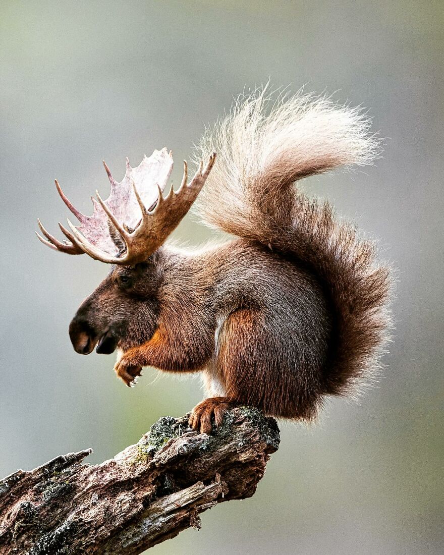 27 Imaginary Creatures That I Photoshopped By Fusing Two Existing Ones (New Pics) (Interview)