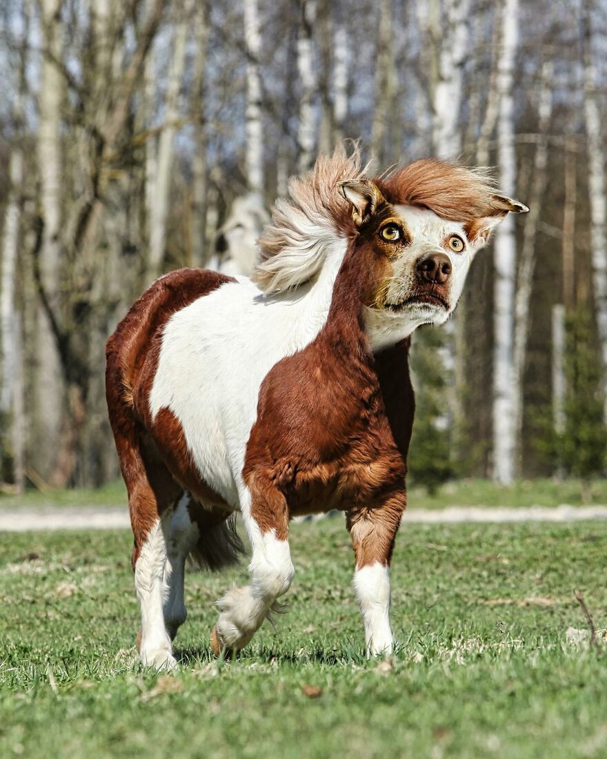 27 Imaginary Creatures That I Photoshopped By Fusing Two Existing Ones (New Pics) (Interview)