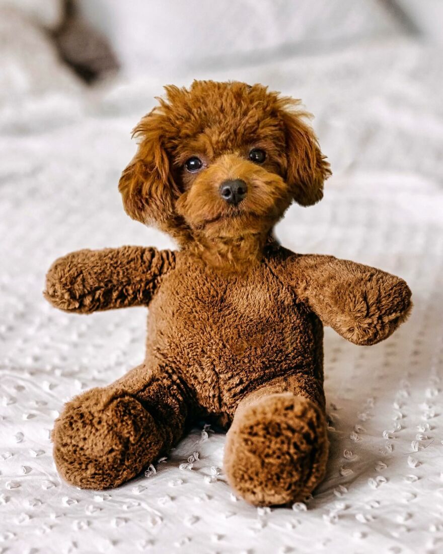 27 Imaginary Creatures That I Photoshopped By Fusing Two Existing Ones (New Pics) (Interview)