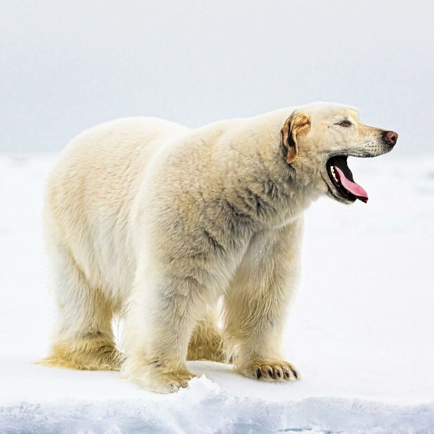 27 Imaginary Creatures That I Photoshopped By Fusing Two Existing Ones (New Pics) (Interview)