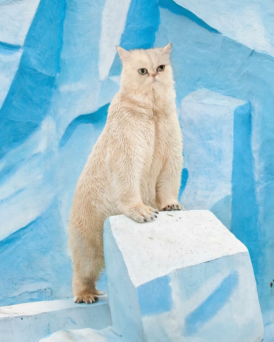 27 Imaginary Creatures That I Photoshopped By Fusing Two Existing Ones (New Pics) (Interview)