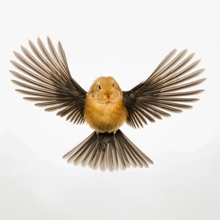 27 Imaginary Creatures That I Photoshopped By Fusing Two Existing Ones (New Pics) (Interview)