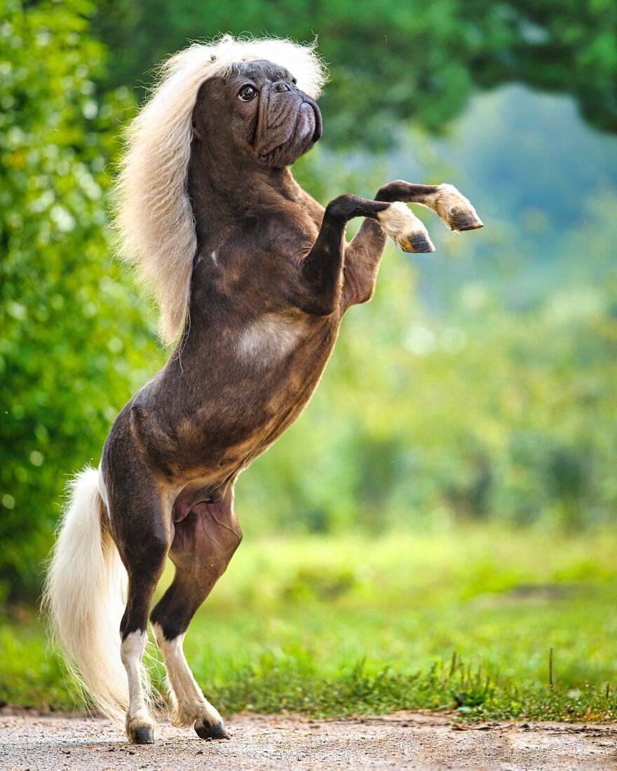 27 Imaginary Creatures That I Photoshopped By Fusing Two Existing Ones (New Pics) (Interview)