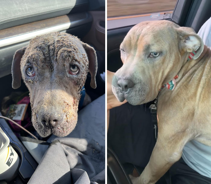 My Recent Foster, Leiah, Was Saved from Euthanasia. It Took Many Weeks Of Medicated Baths To Get Her Hair Growing Back And Extra Feedings To Get Her To A Normal Weight