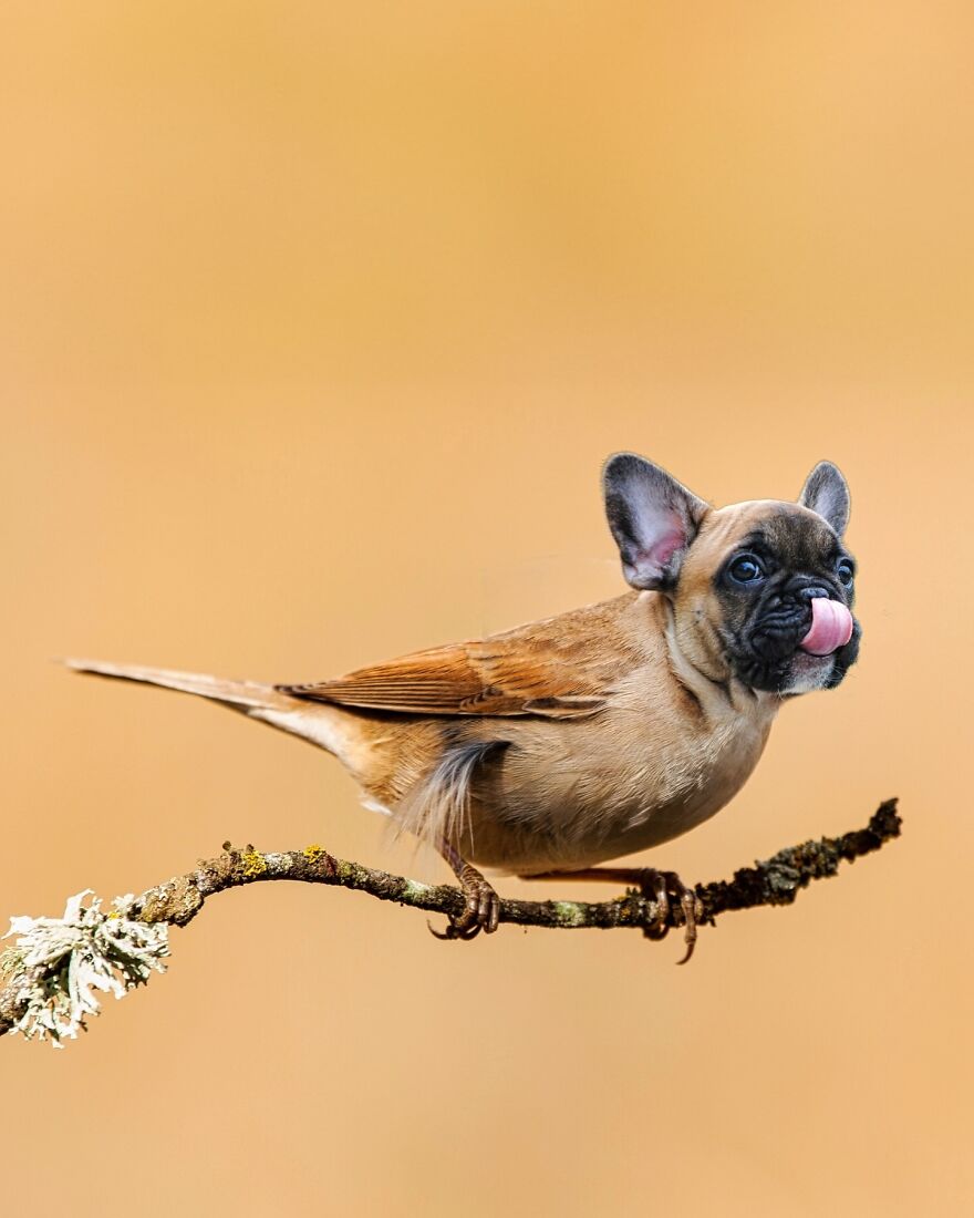 27 Imaginary Creatures That I Photoshopped By Fusing Two Existing Ones (New Pics) (Interview)