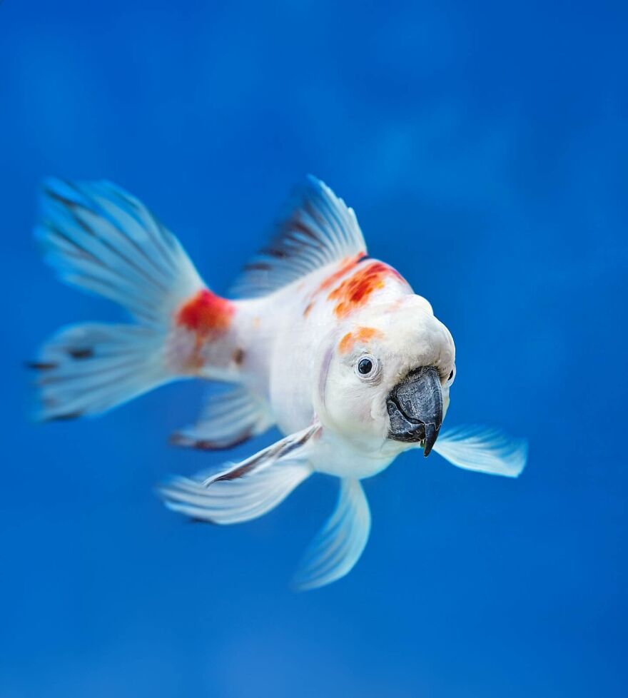 27 Imaginary Creatures That I Photoshopped By Fusing Two Existing Ones (New Pics) (Interview)