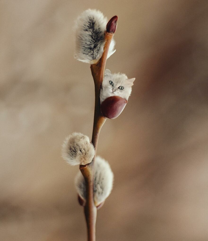 27 Imaginary Creatures That I Photoshopped By Fusing Two Existing Ones (New Pics) (Interview)