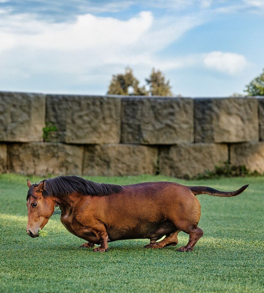 27 Imaginary Creatures That I Photoshopped By Fusing Two Existing Ones (New Pics) (Interview)