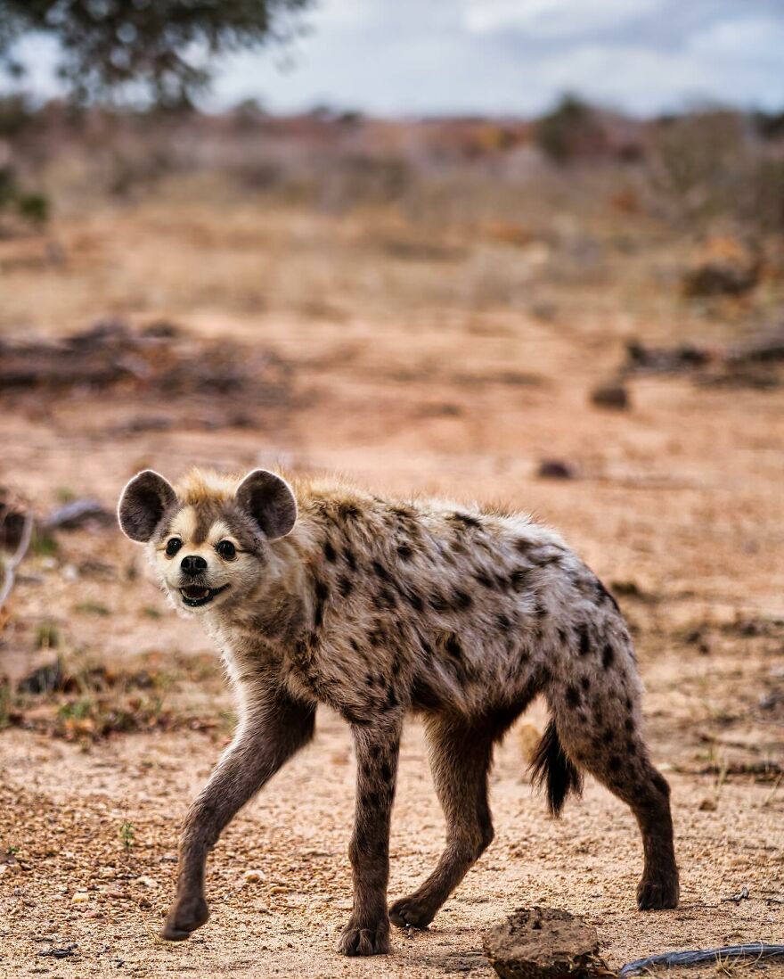 27 Imaginary Creatures That I Photoshopped By Fusing Two Existing Ones (New Pics) (Interview)