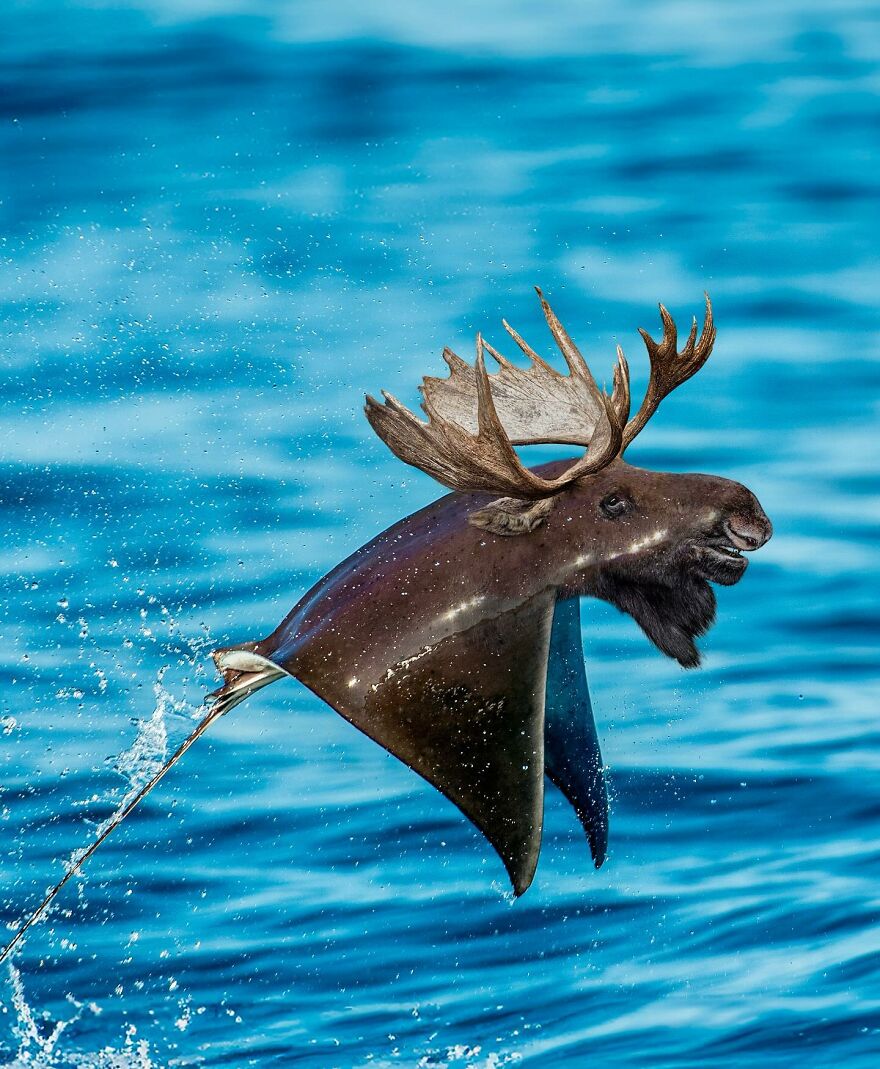 27 Imaginary Creatures That I Photoshopped By Fusing Two Existing Ones (New Pics) (Interview)