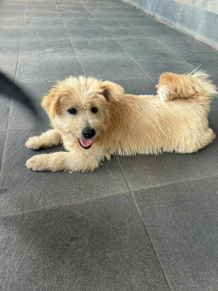 The Unrecognizable Transformation Of A Rescued Dog That Went From Bald To Blonde