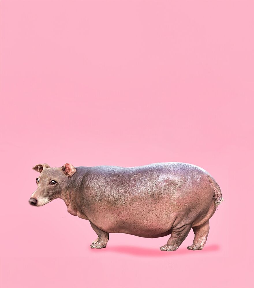 27 Imaginary Creatures That I Photoshopped By Fusing Two Existing Ones (New Pics) (Interview)